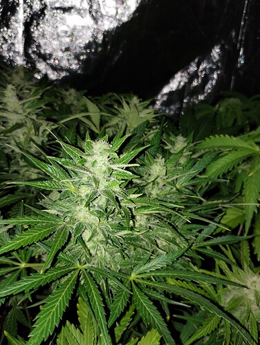 IMG_20230926_232456315