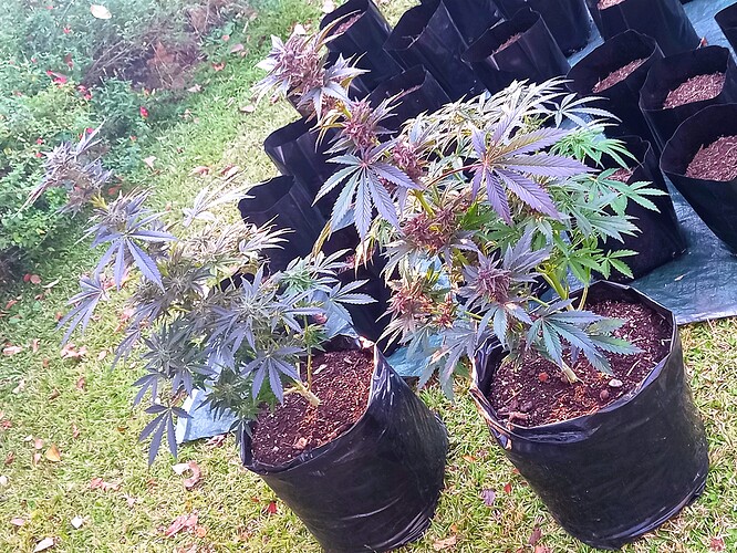 20220602_162252 - Copy