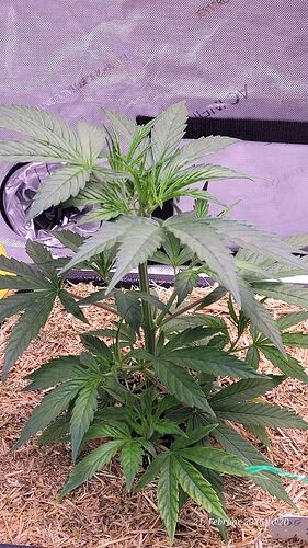 Tag 51 Klon 2 Wachstum Tag 21