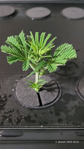 Tag 1 Klon 1 Verwurzelung 2.1.26