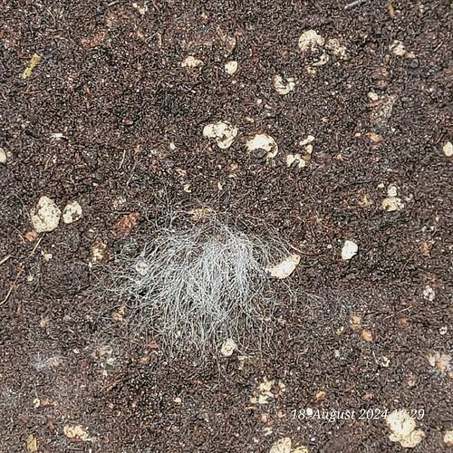 10 %tige Erde am 15.8.24 angesetzt und das Myzel entwickelt sich 18.8.24