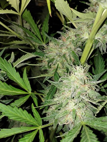 IMG_20230517_135616631