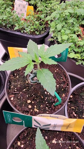 Tag 13 C. OG erste Sämling Woche