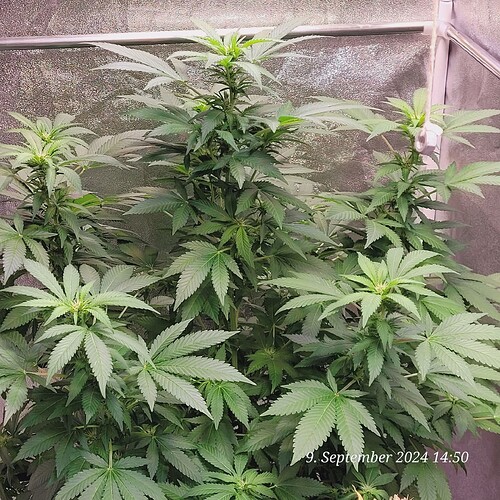 Tag 98 zweite Blüte Woche 9.9.24