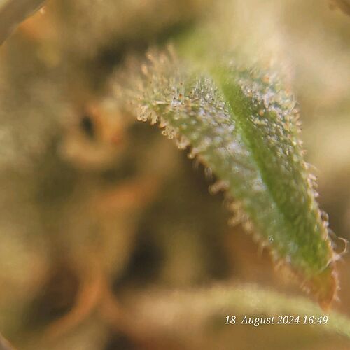 Tag 91 Blütetag 58 oberster Bud Klar Bewölkt 99,88 % am 18.8.24