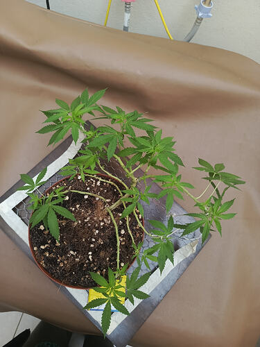 IMG-20260425-WA0042
