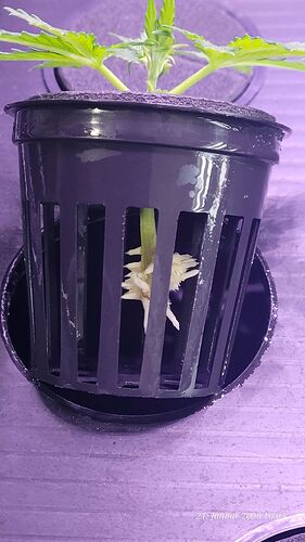 Tag 20 Klon 3 Verwurzelung