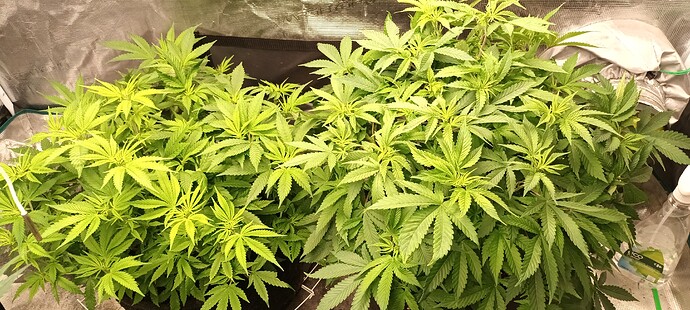 16459934596824436523987803054243