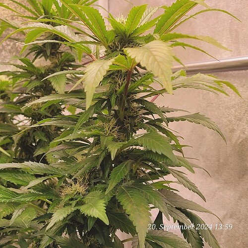 Tag 110 nun bei 117 cm an gekommen 20.9.24