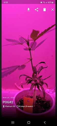 Screenshot_20220329-185325_Jane