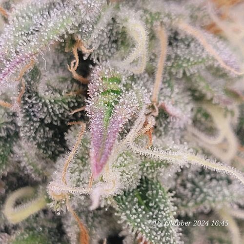 Tag 88 Nr 1,Trichome am 16.10.24