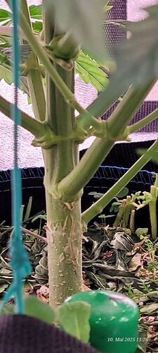 Tag 41 Gelato am 10.5.25