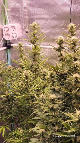 Tag 56 B.G. 2 u. 1 auf gleicher Höhe trotz 30 cm Höhenunterschied