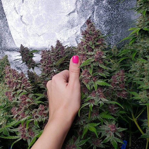 purple-roc-berry-colorful-buds-pink-purple
