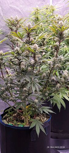 Tag 59 Haze 2 am 28.5.25