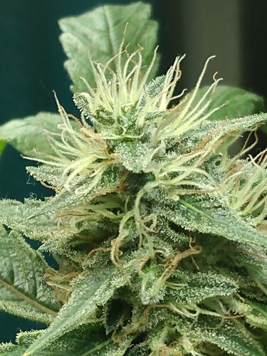 IMG_20220223_152116920