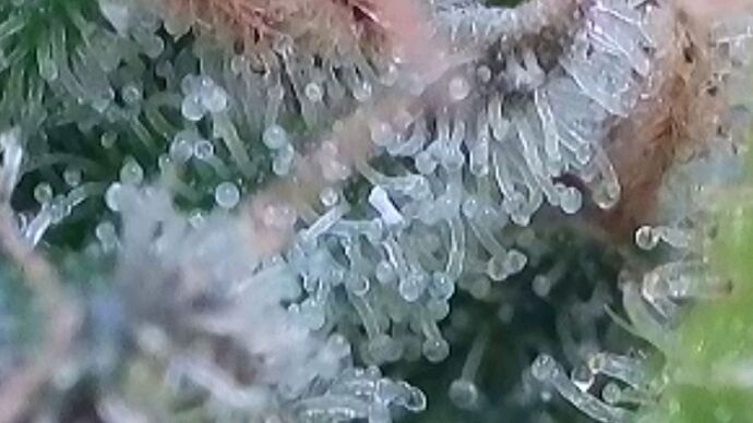 Tag 127 Blüte Tag 66 am 16.9.24