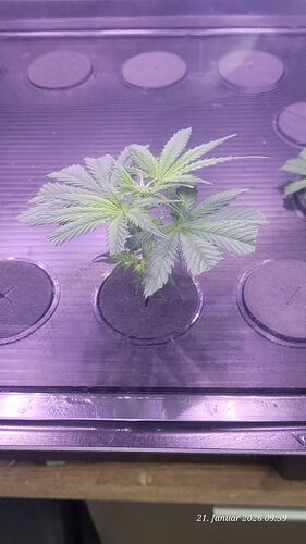 Tag 20 Klon 1 Verwurzelung 21.1.26