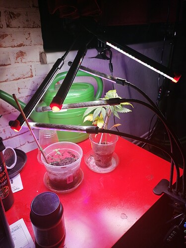 17663509576937771035765714556973