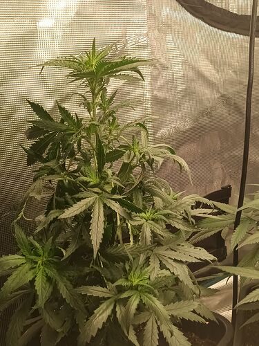 H. T. A 5 weeks