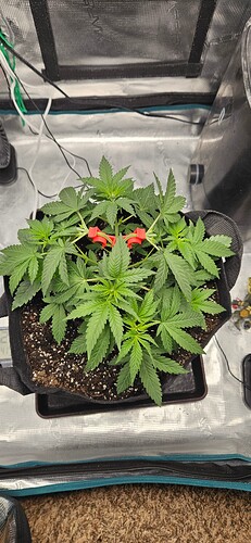 16995459068296637258932992750039