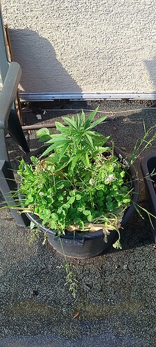 IMG_20250613_185110