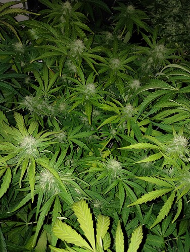 IMG_20230926_232357061