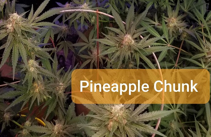 Pineapple Chunk