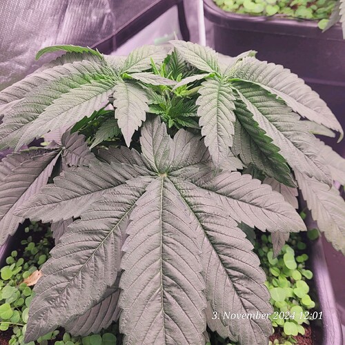 Tag 32 Nr 2, vor der Entlaubung, Wachstum Tag 14 am 3.11.24