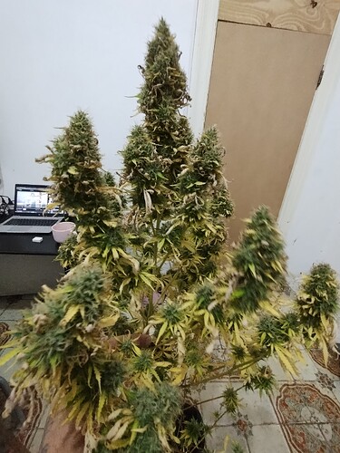 IMG_20230613_205605508