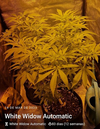 Screenshot_20230320_234810_Jane