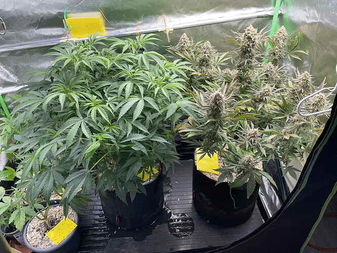 IMG_7499