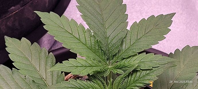 Tag 23 Congo 2 Wachstum Tag 3