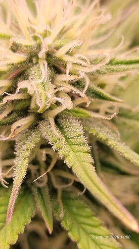 Tag 56 B.G. 1 in der 5ten Blüte Woche