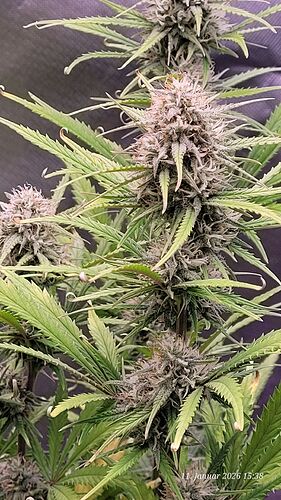 Tag 62 B.G. 2 Blüte Tag 37