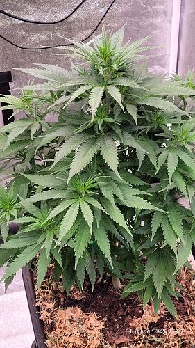 Tag 51 S.B.K immer wieder Lahm im Wachstum aber schöne Form