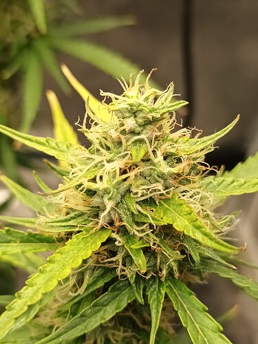 16571403707798345446092888477712