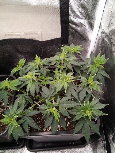 IMG_20240929_170410_142