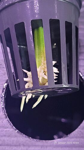 Tag 20 Klon 1 Verwurzelung