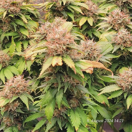 Cookie 2 fast am Ende 2024-08-08 um 14.54.53