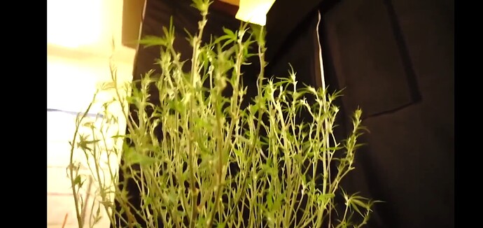 Screenshot_20220305-153313_Chrome