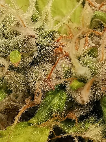 Sherbet Sunset Automatic