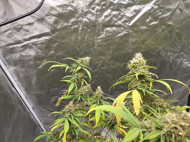 Resized_20220720_191008