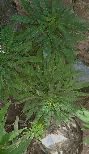 IMG_20230716_163458