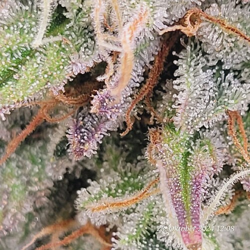 Tag 95 Klon1, ende der 7ten Blüte Woche Trichome 23.10.24