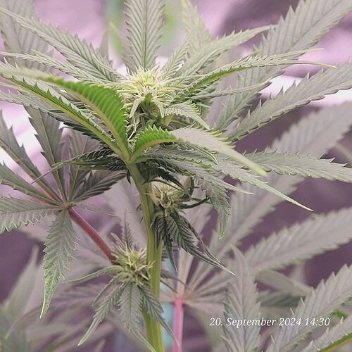 Tag 62 Klon 1 Blüte Tag 15