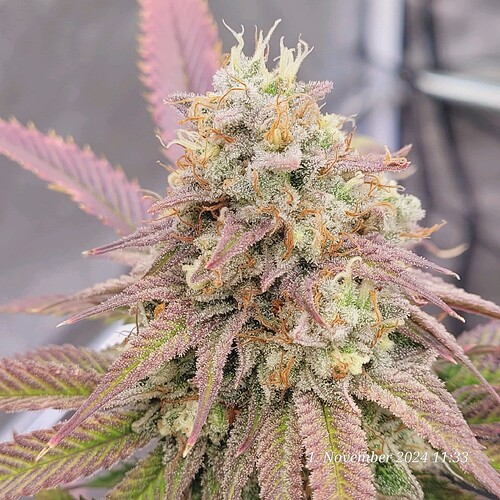 Tag 104 Klon 1, Blüte Tag 57 am 1.11.24