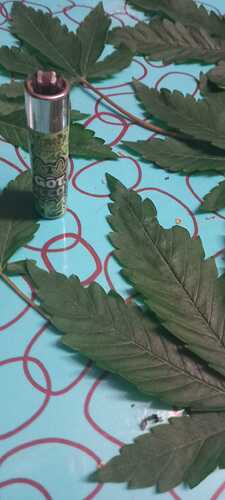 IMG-20231201-WA0000