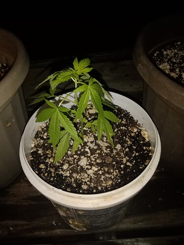 16871464717088693434092518060199