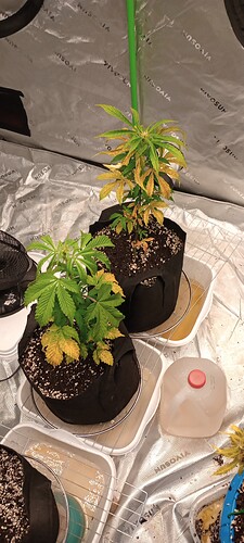 IMG_20240909_175900422